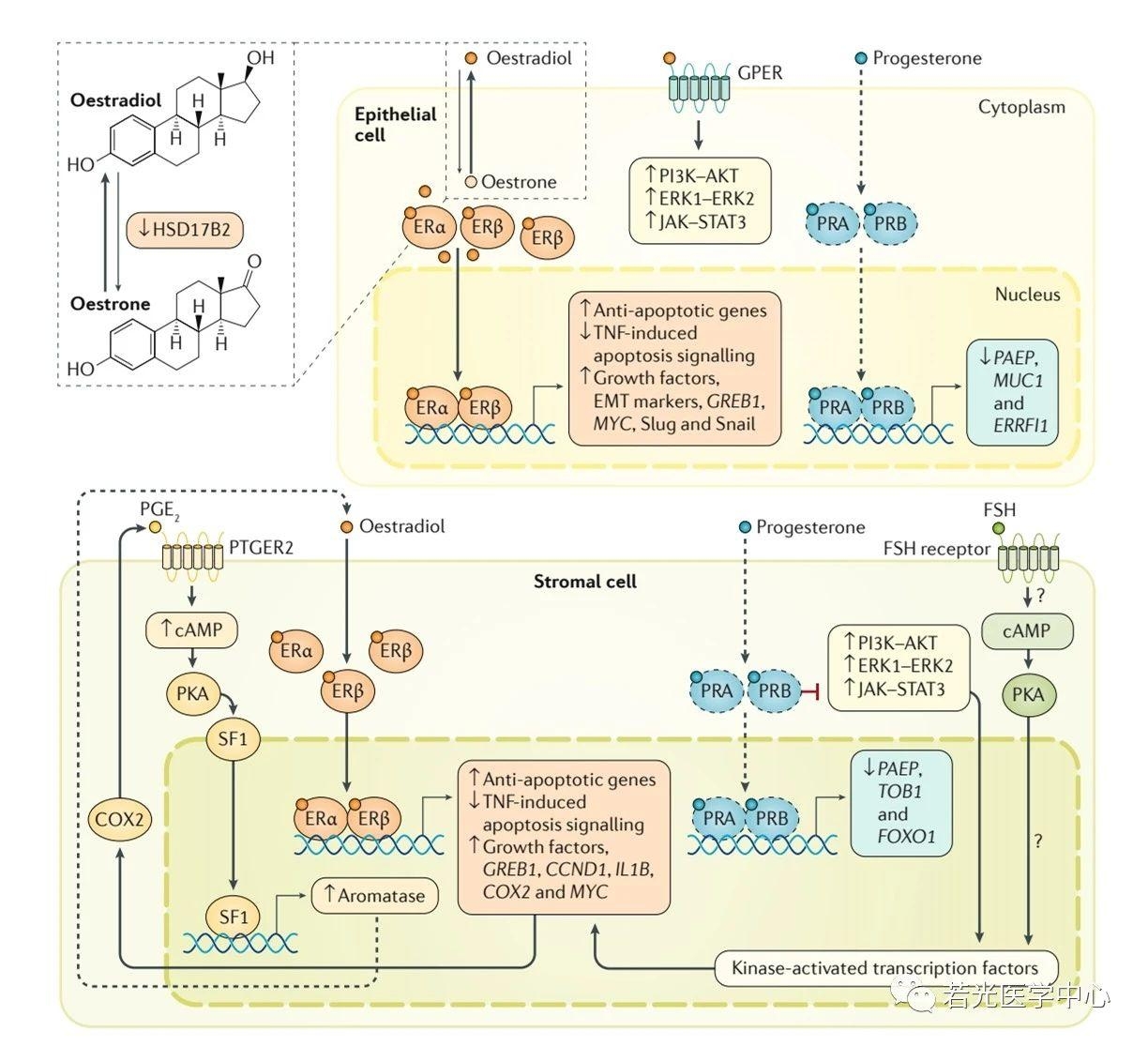 遗传与药理网 遗传与药理网